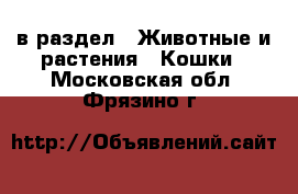  в раздел : Животные и растения » Кошки . Московская обл.,Фрязино г.